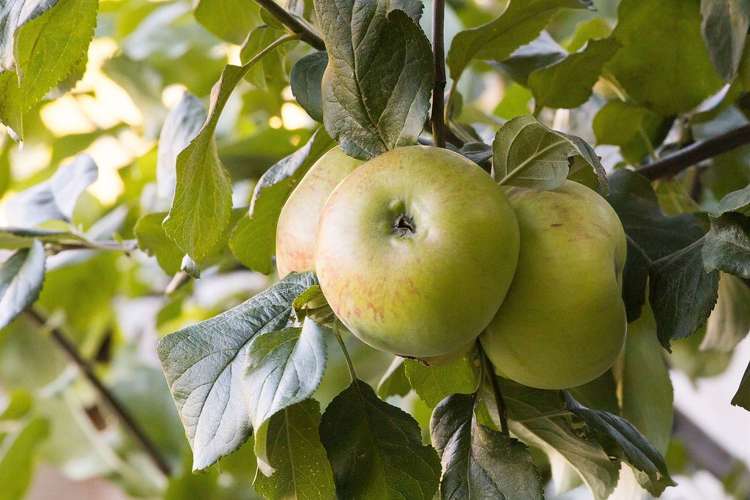 37 Flinders Road Heathcote Valley_18