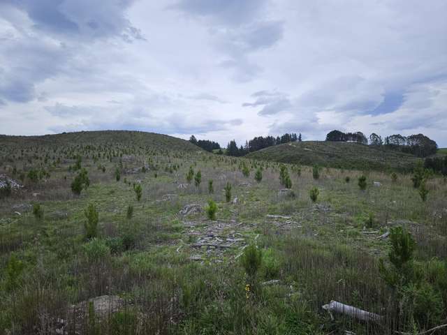 Kauru Hill - Forestry block