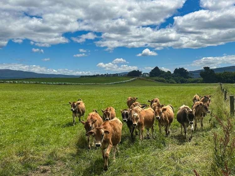 160 Blackwater Road Ermedale_12