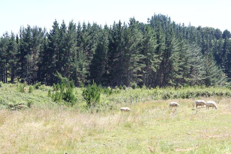 1796 Te Matai Road Te Ranga_25