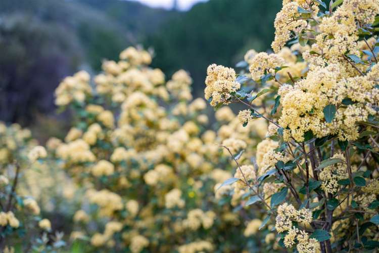 144 Moore Road Pipiwai_21