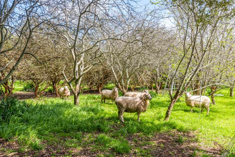 35 Whelans Road Levin_24