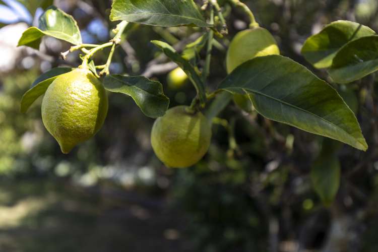 77 Muller Road Blenheim Central_20