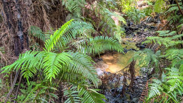 551 Kaiaua Road Kaiaua_7