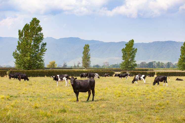 497 Mowbray Road Waharoa_18