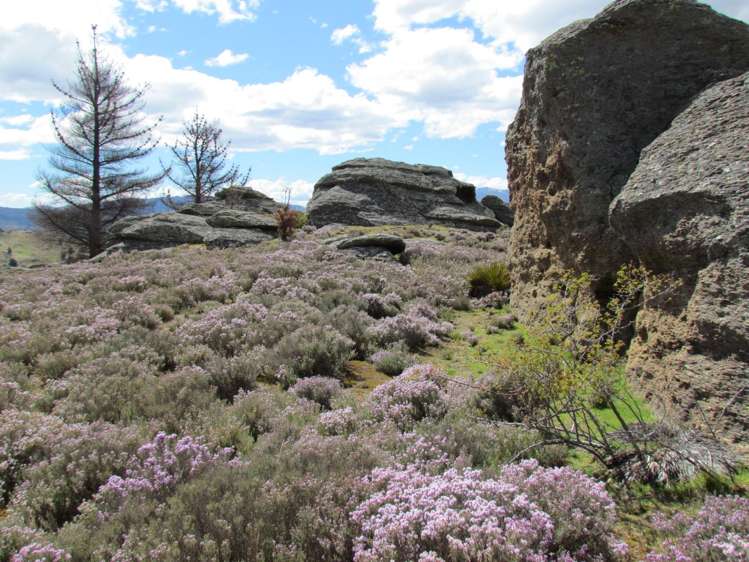 Tor Hill Road Conroys Gully_4