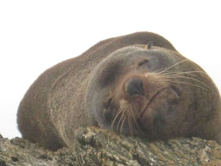 23 Seaview Road Brighton_12