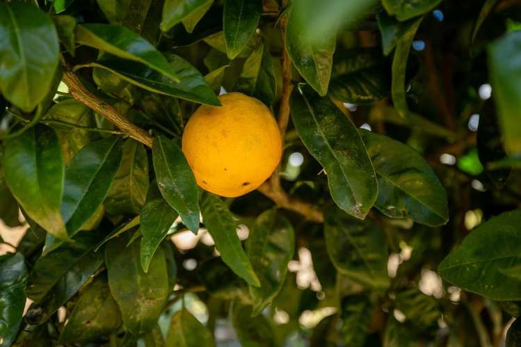 89 Matenga Road Ligar Bay_8