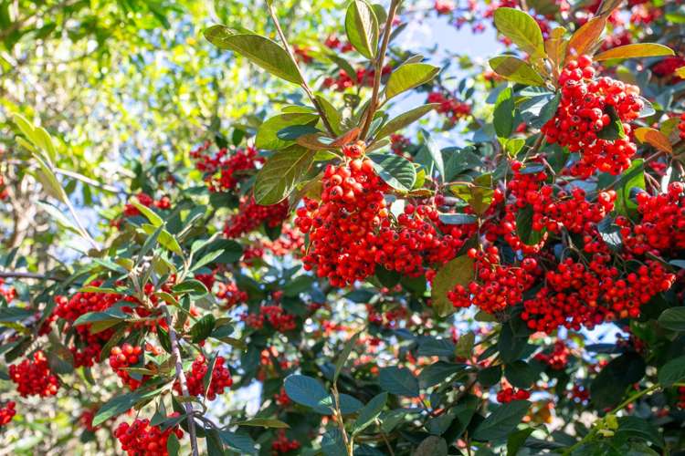 664 State Highway 2 Katikati_20