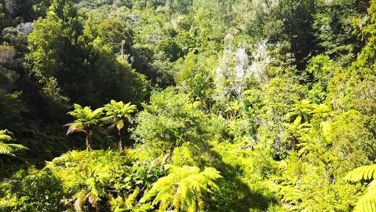 State Highway 67 Waimangaroa_5