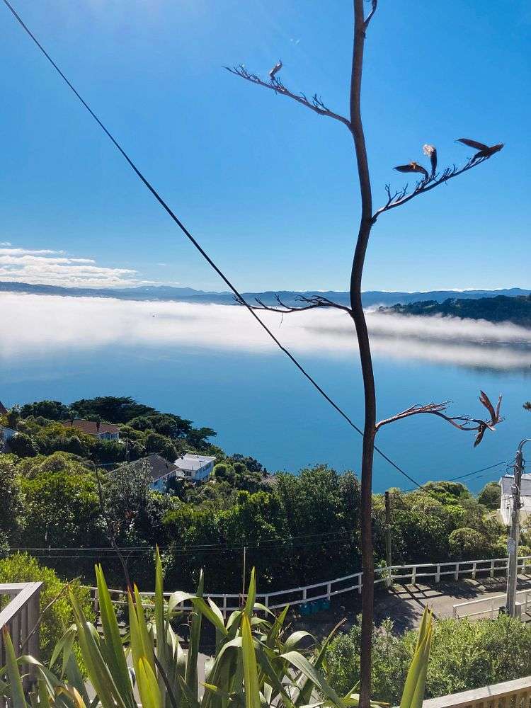 122 Grafton Road Roseneath_6