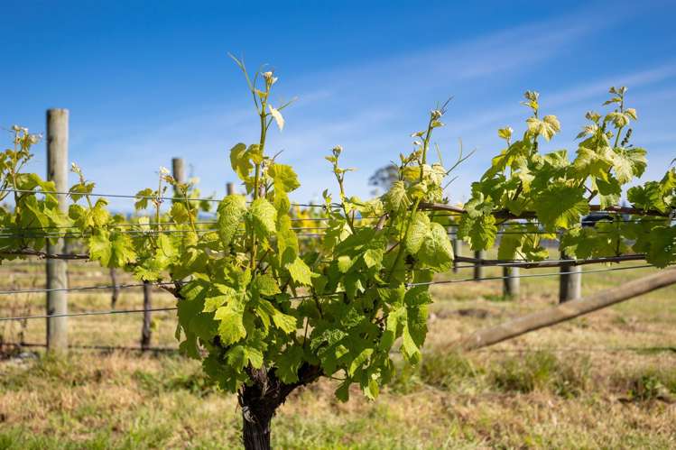 546 Main Road Hope Hope_18