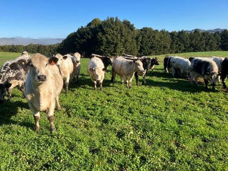 166 Waikaretu Valley Road Glen Murray_18