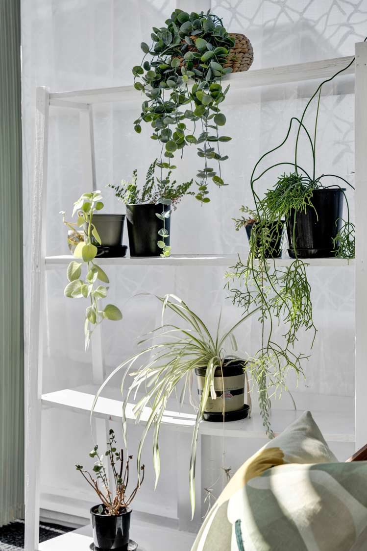 16 Walsh Road Westown_10