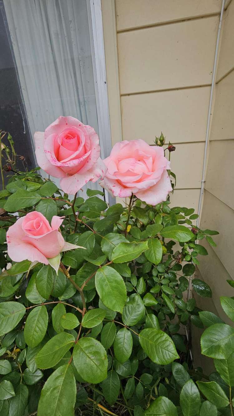 11 Fergusson Avenue Waipukurau and Surrounds_6