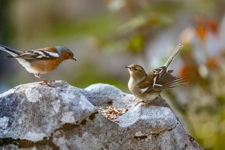 49 Bay Vista Drive Pohara_24