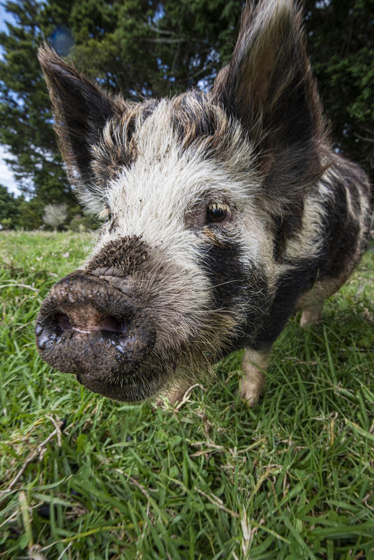 2006a State Highway 1 Whakapara_29