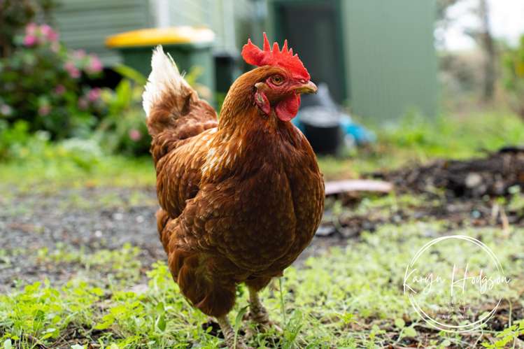 14 Woodland Road Maungaturoto_21