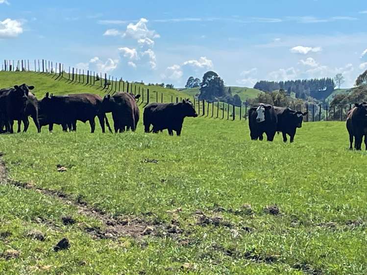 Ngaroma Road Wharepuhunga_12