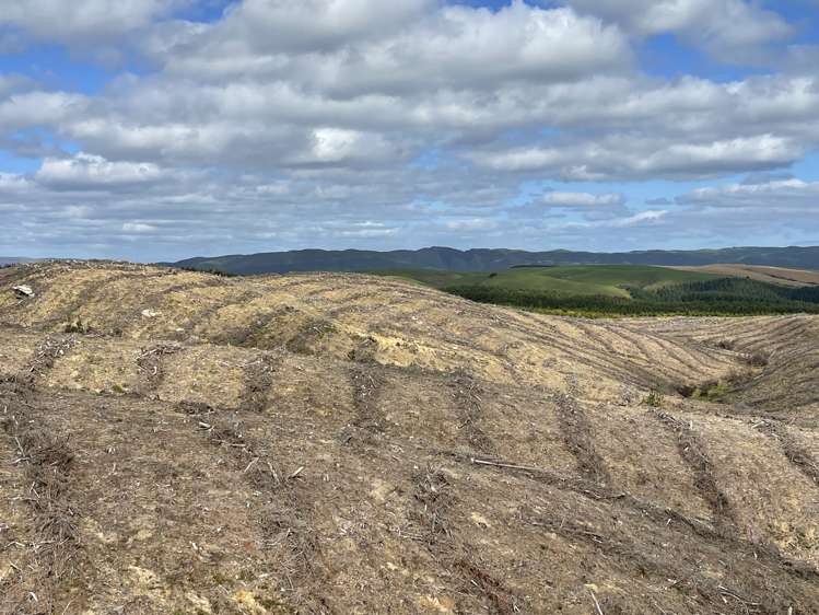 Waipori Road (69.9750 ha)_0