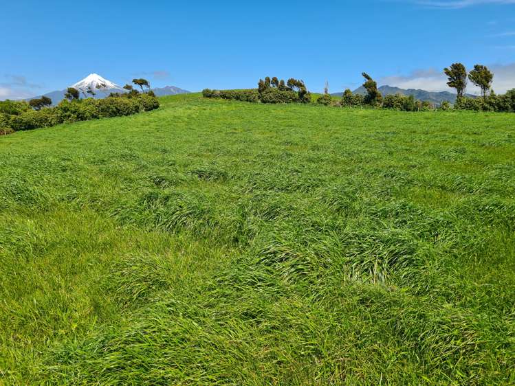 629 South Road Omata_14