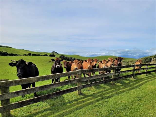 370 Rehutai Road Dargaville Surrounds_3