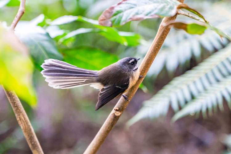 23 Wintle Street Mangawhai Heads_25