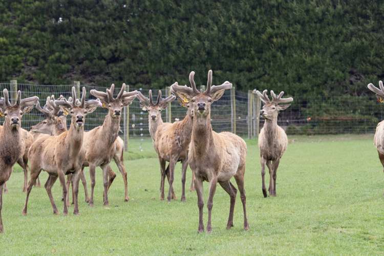 721 Winchmore Dromore Road Mitcham_20