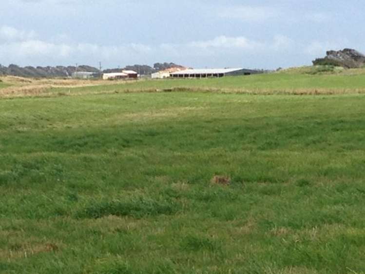 1110 Waimatuku Bush Road Taramoa_20