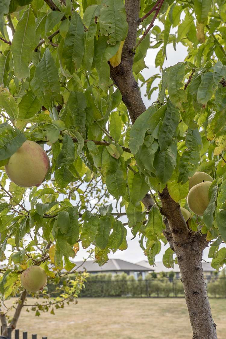 3 Whitehorn Drive Lincoln_17