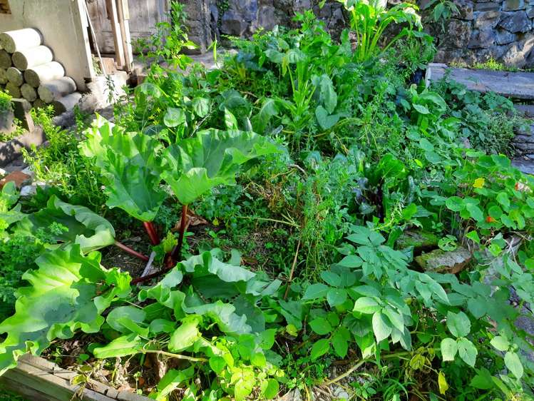 27 Roseneath Terrace Roseneath_15