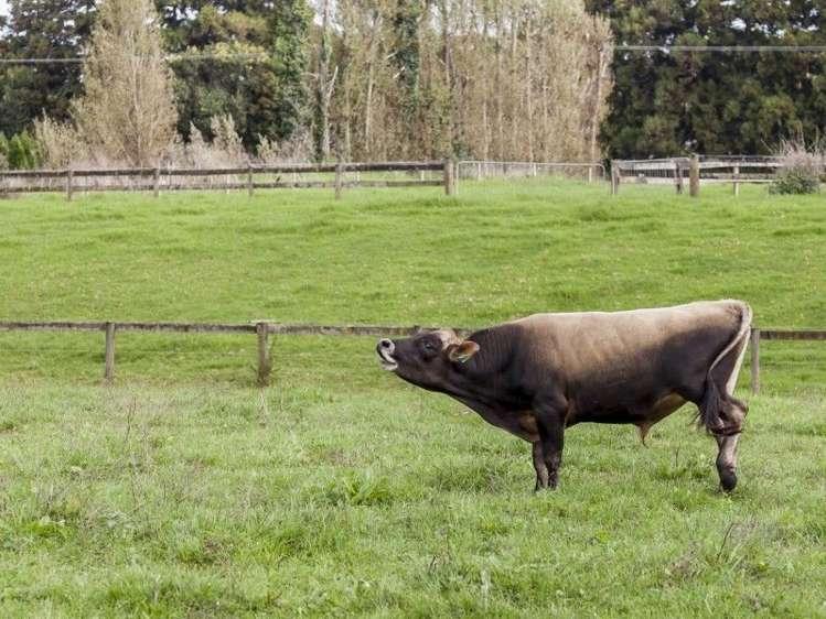 72 Puriri Valley Road Puriri_37