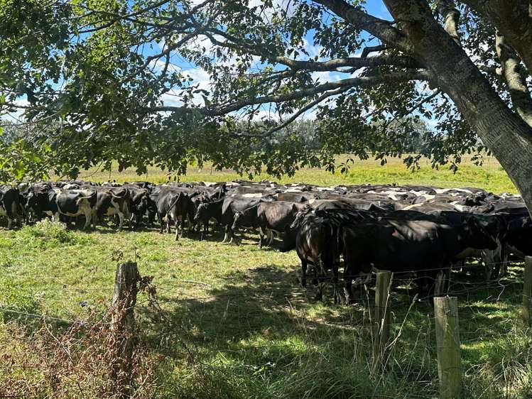 2284/2299 Tahuna Road Tahuna_17