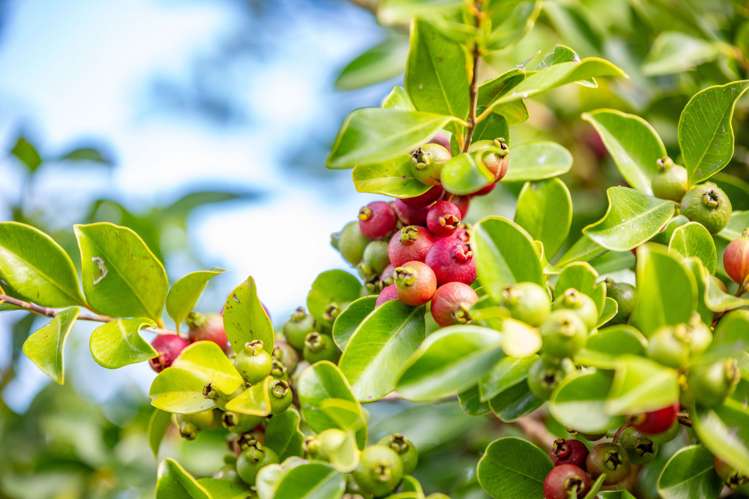 628 Thames Coast Road, Waiomu Thames_22