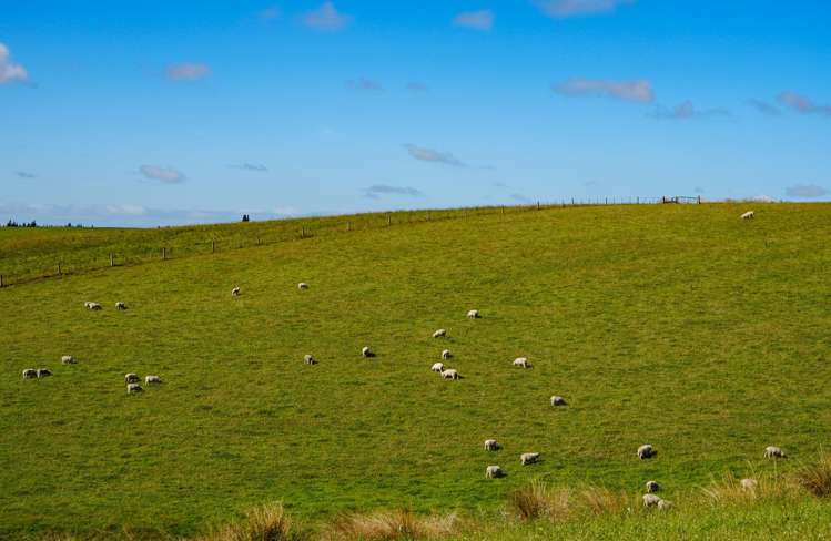 125 Tomogalak Road Ardlussa_7