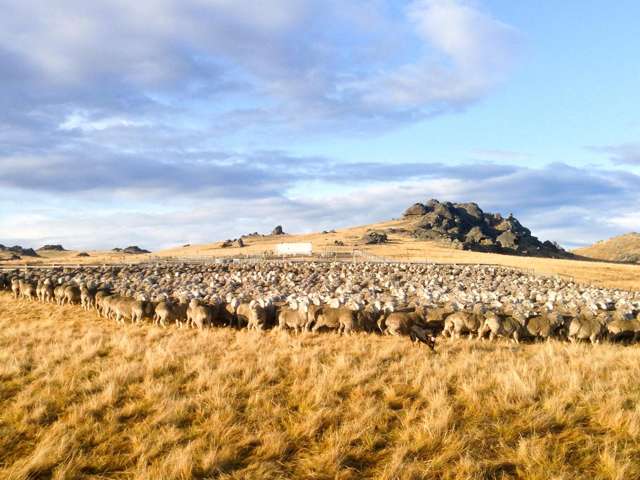 1109 Little Valley Road Alexandra_3