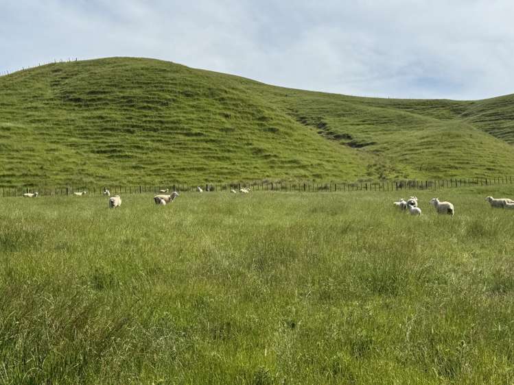 302 Bruce Road Turakina_18