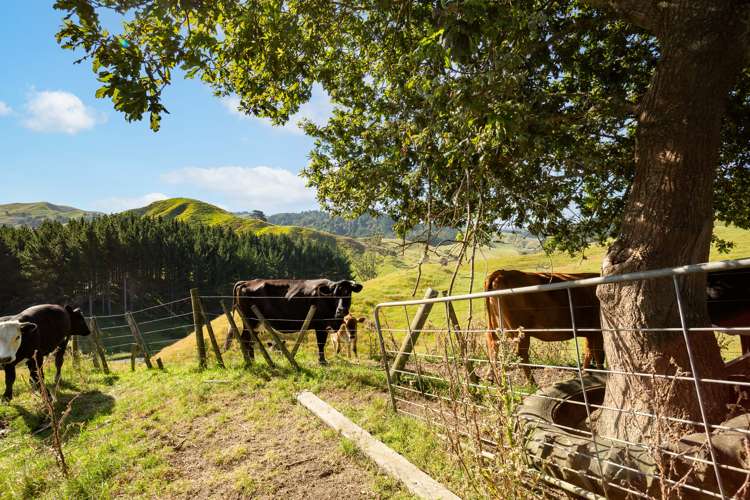 1595 Waingaro Road Glen Massey_17