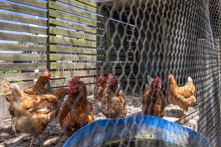 99 Hallett Road Otakiri_19