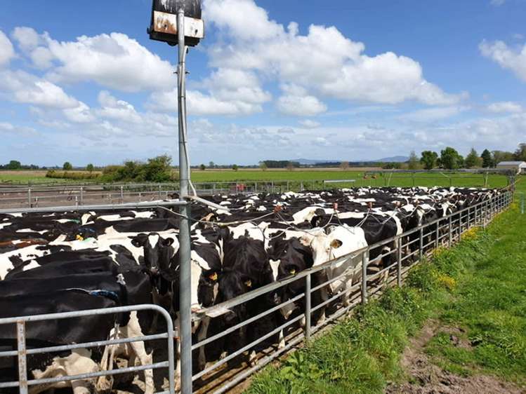 783 Waihekau Road Waitoa_6