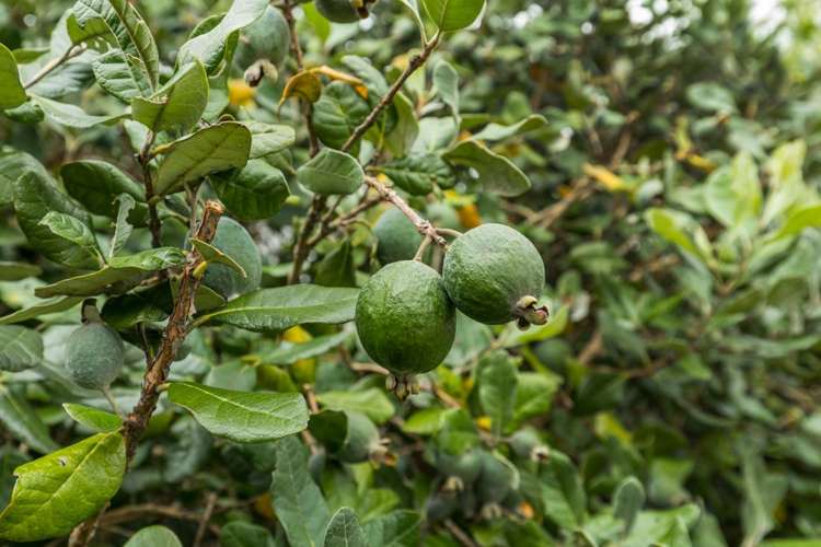 7 Ellesmere Crescent Pakuranga Heights_20