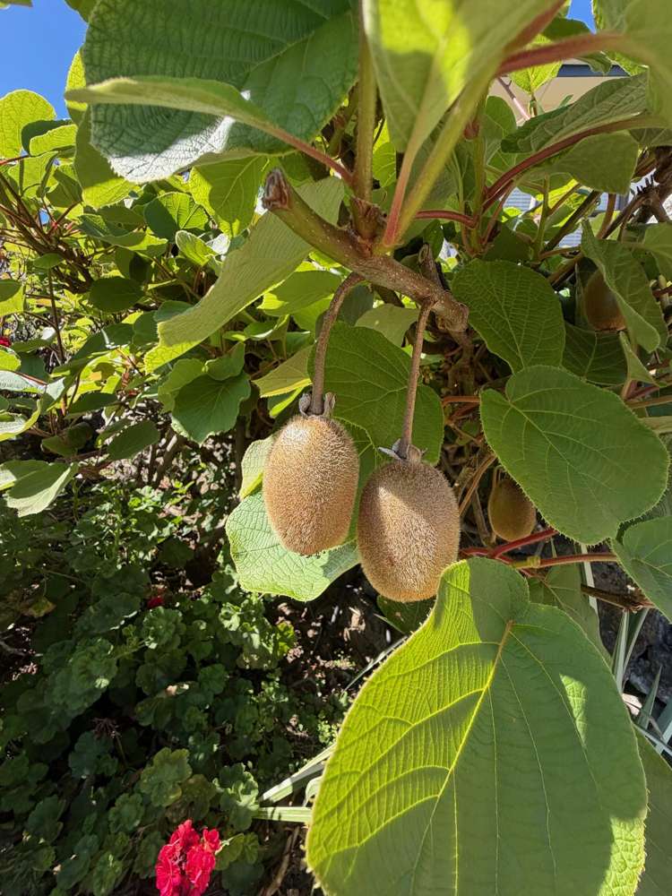 23 Aln Street Oamaru_15