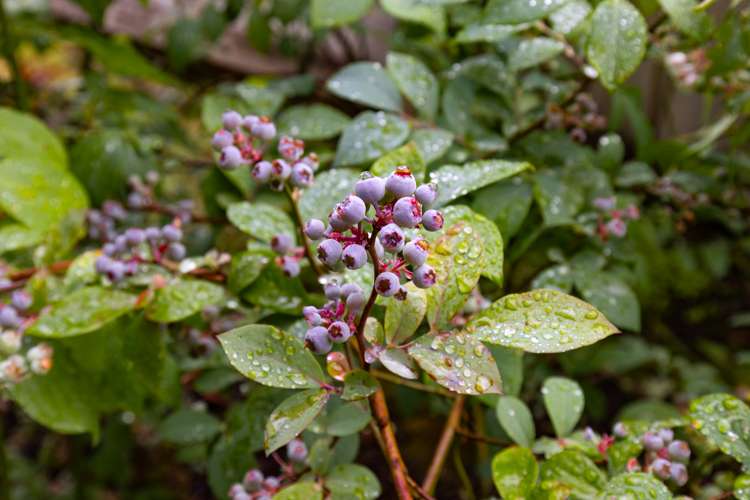 6 Estuary Close Warkworth_23