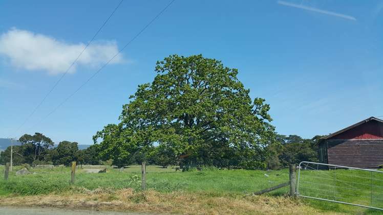 3763 State Highway 12 Taheke_13