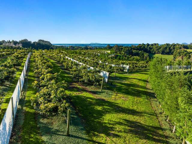 299b Whakamarama Road Whakamarama_3