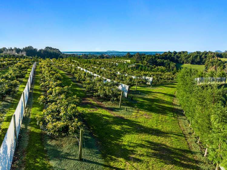 299b Whakamarama Road Whakamarama_3