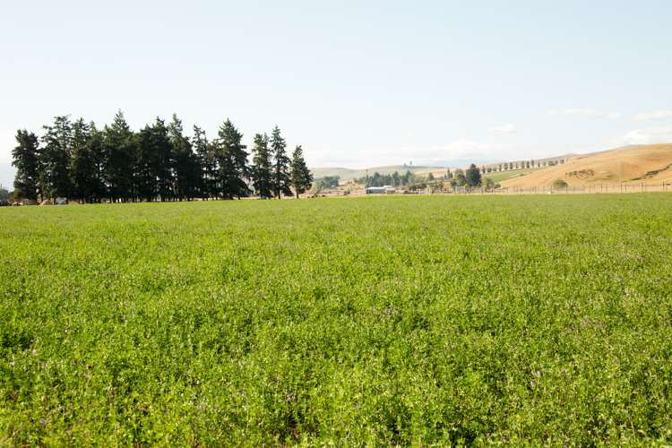 207 Tondros Road Fairlie_10