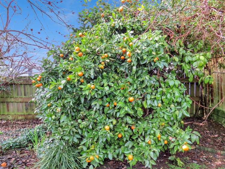 66 James Street Glenholme_17