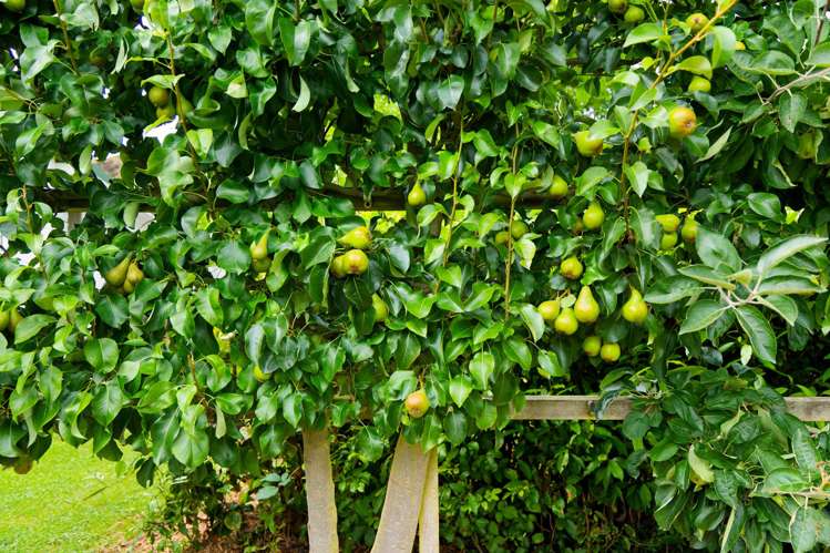 2 Te Keepa Road Kaikoura_35