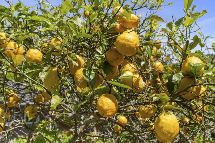 15 Rossiter Crescent Lynmouth_21